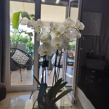 Diamond Lux * ארגוסטולי